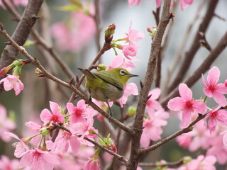 Bird in Cherry Blossom Tree