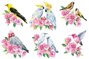 birds on flowering branch, sakura flowers, spring watercolor illustration, hand drawn