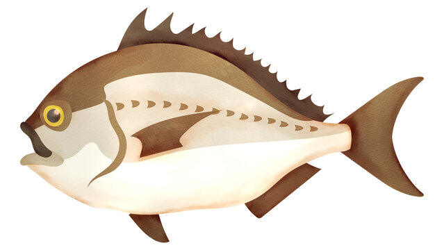 クロダイの水彩風イラスト Black porgy. Watercolor style illustration.