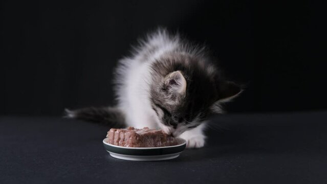 Fluffy little kitten eats food. A cute pet ate pate from a bowl. High quality 4k footage