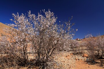 Almond tree blooming in Anti-Atlas, Morocco