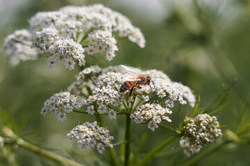 Bee collects pollen for honey. Anise flower field. caraway flower t. Fresh medicinal plant. Seasonal background. Blooming cumin field background on summer sunny day.