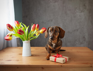 Cute dachshund dog with a gift and flowers