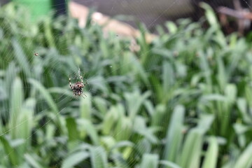 spider on a green leaf