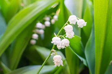 Fotobehang Blossoming lily of the valley. Lily-of-the-valley. Convallaria majalis. Spring background. Floral background. © diy13