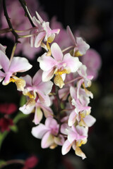 Blooming orchid