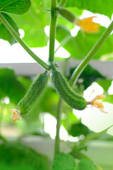 green bunch of ripening cucumbers, Cucumis sativus, edible fruits, tops in background, concept of rich harvest of vegetable plants, food crisis, growing crops in open and closed ground