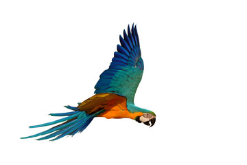 Colorful Blue and gold macaw parrot flying isolated on transparent background png file