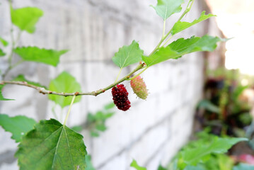 Mulberry or Mulberry tree, the fruit will be red when young and purple when ripe, subtropical plants from Asia, No People. mulberry fruit close up with blur background