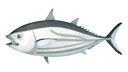 カツオの水彩風イラスト Bonito. Watercolor style illustration.
