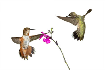 Adult Ruby-throated Hummingbird - Archilochus colubris - isolated cutout on white background,transparent background, great feather detail