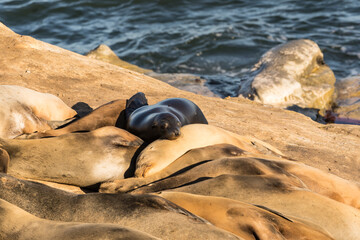 Sea Lion on a rock on the Pacific coast