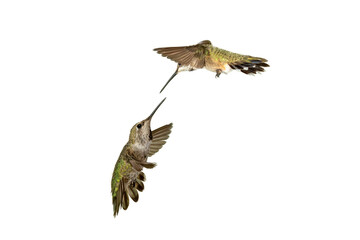 Adult Ruby-throated Hummingbird - Archilochus colubris - isolated cutout on white background,transparent background, great feather detail