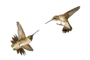 Adult Ruby-throated Hummingbird - Archilochus colubris - isolated cutout on white background,transparent background, great feather detail
