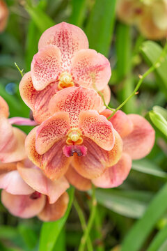 The Orange orchids, Ascocenda, Vanda hybrids blooming in orchid house in bright sunlight and green leaves blur background.
