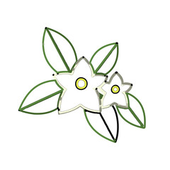 color line art of jasmine flower with transparent background