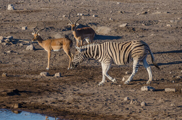 etosha Südafrika - Zebra
