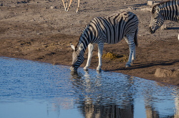 Fototapeta na wymiar etosha Südafrika - Zebra