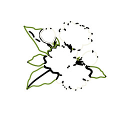 color line art of jasmine flower with transparent background