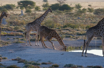etosha Südafrika - Giraffe