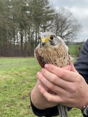 kestrel falcon ready to be released into the wild