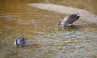 The graceful steps of a Spot-billed duck entering the water