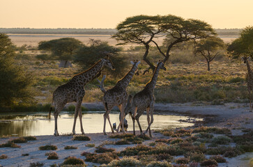 etosha Südafrika - Giraffen am Wasser