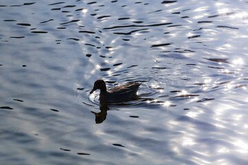 Calm water and male common teal
