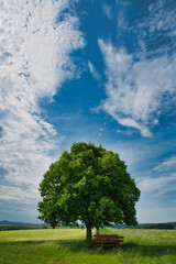 Sommer Landschaft mit einzelnem Lindenbaum bewölkter Himmel