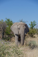 Fototapeta na wymiar etosha Südafrika - Elefant