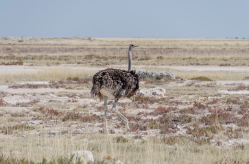 etosha Südafrika 