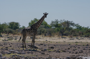 etosha Südafrika 