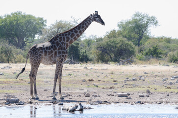 etosha Südafrika 