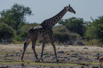 etosha Südafrika 