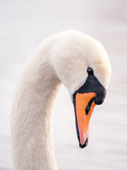 Portait of a swan close up