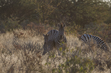 etosha Südafrika - Zebra