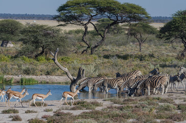 Fototapeta premium etosha Südafrika - Zebra