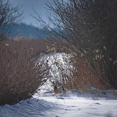 Brown hare (Lepus europaeus) escaping among snowy farmlands. © Adam