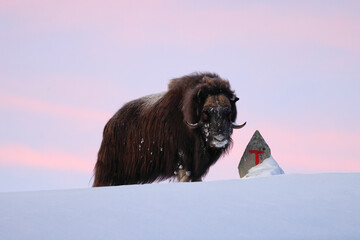 musk ox at a trail marker in winter in Dovrefjell-Sunndalsfjella National Park Norway - obrazy, fototapety, plakaty