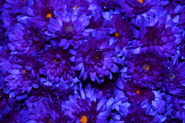 Purple flowers background, beautiful floral texture