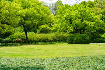 
Grass and trees in the park
