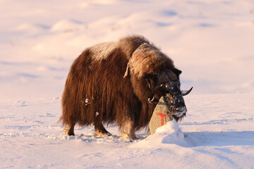 musk ox at a trail marker in winter in Dovrefjell-Sunndalsfjella National Park Norway