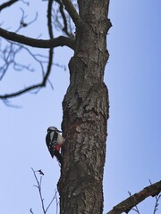 Great spotted woodpecker (Dendrocopos major) in winter.