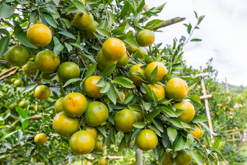 The Oranges growing on tree, North, Thailand.