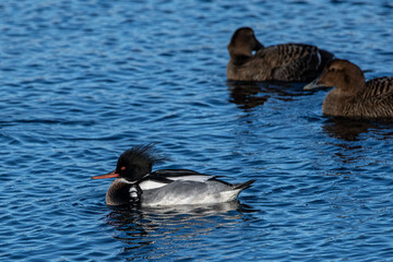 Male red breasted merganser and female common eider.
