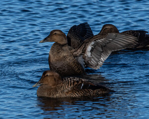 A female common eider with wings open.
