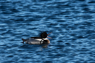 A male red breasted merganser in the water.