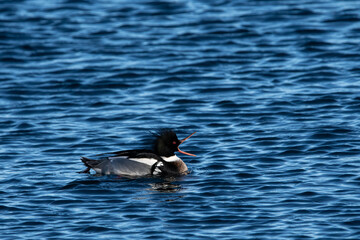 A male red breasted merganser in the water.