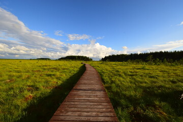 Walking wooden path in the park on the swamp