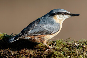 Nuthatch bird on a green mossy perch
